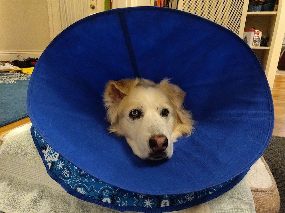 Cheddar on his bed with two cones