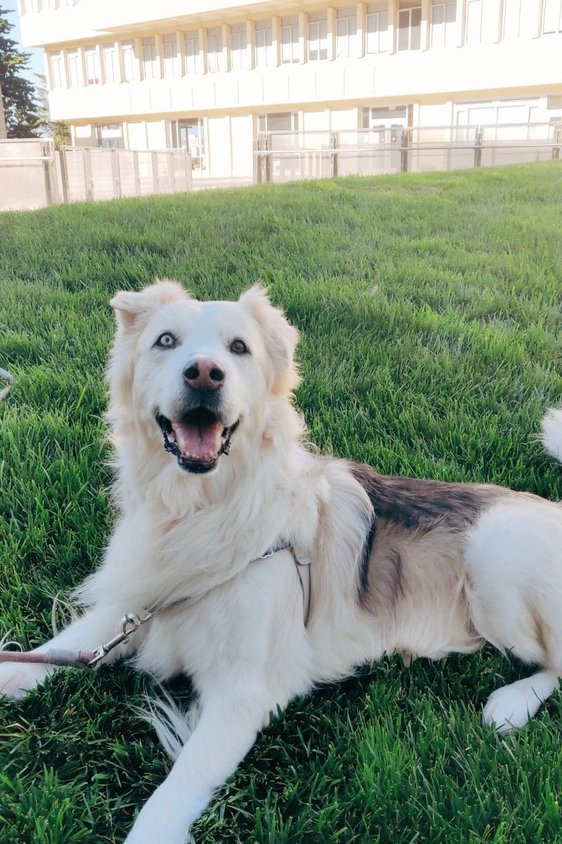 Cheddar smiling and lying on grass