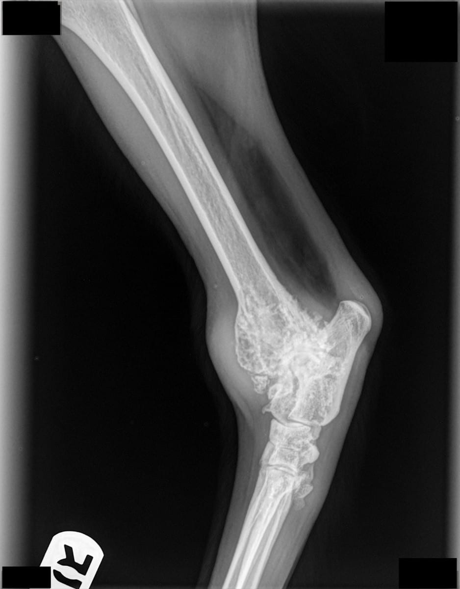 Cheddar's cancerous ankle joint xray