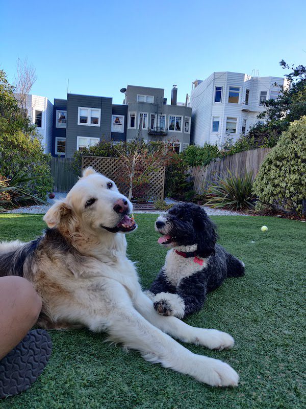 cheddar with a head tilt, with teddy